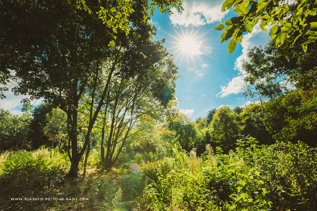 biblical name inspired by nature - forest with trees and sunlight